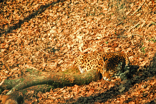 camophlage-jaguar