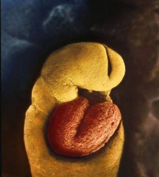 11-24 days.The one-month-old embryo has no skeleton yet.There is only a heart that starts beating on the 18th day