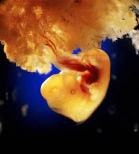 14-40 days.Embryonic cells form the placenta.This organ connects the embryo to the uterine wall allowing nutrient uptake,waste elimination and gas exchange via the woman’s blood supply