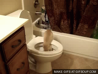 cat-falls-in-toilet-o