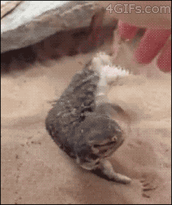 06-funny-gif-142-bearded-dragon-loves-belly-tickles