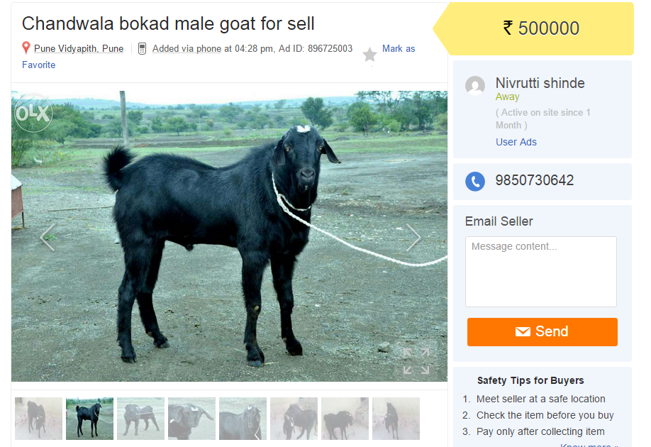 goat for sale online