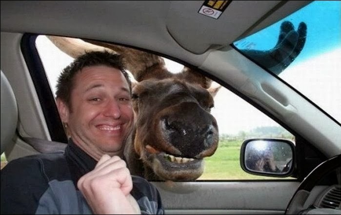 funny-animal-selfie-034