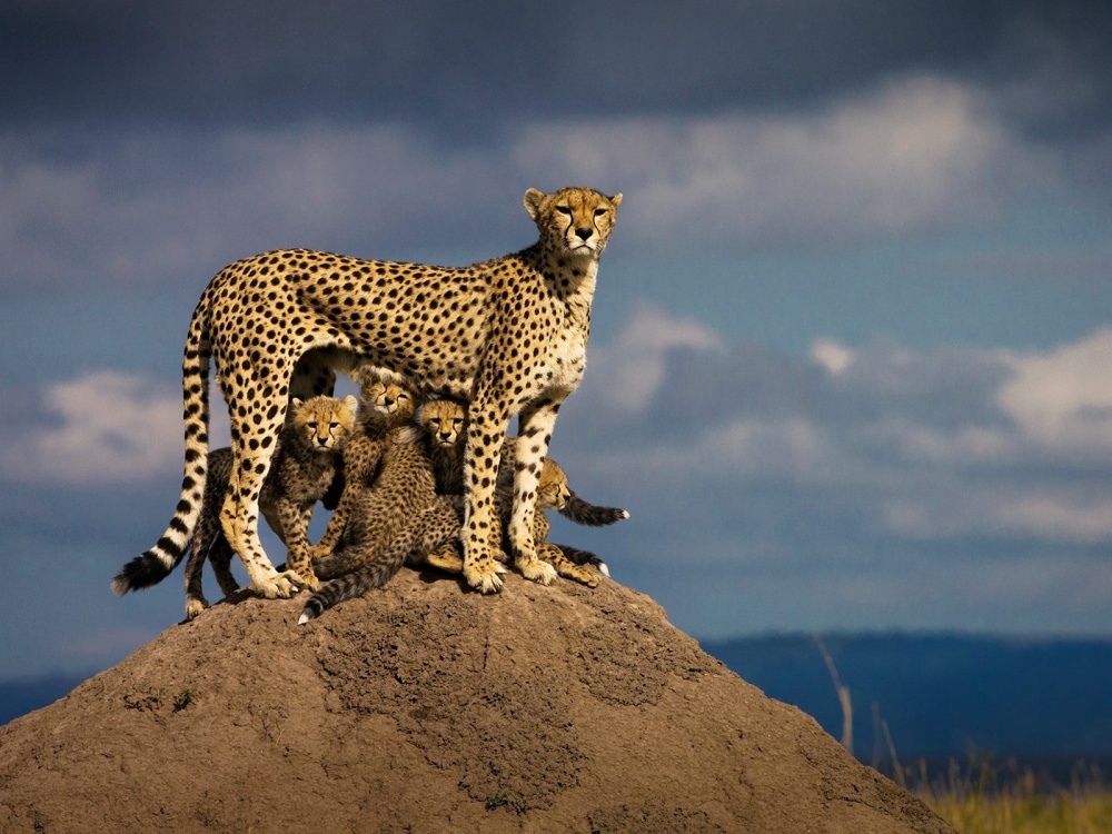 A mother in the African wilderness