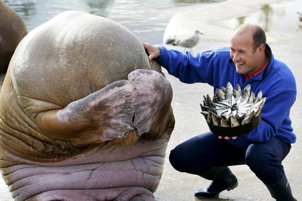 A walrus becomes embarrassed when it’s given a cake made of fish for its birthday, Norway