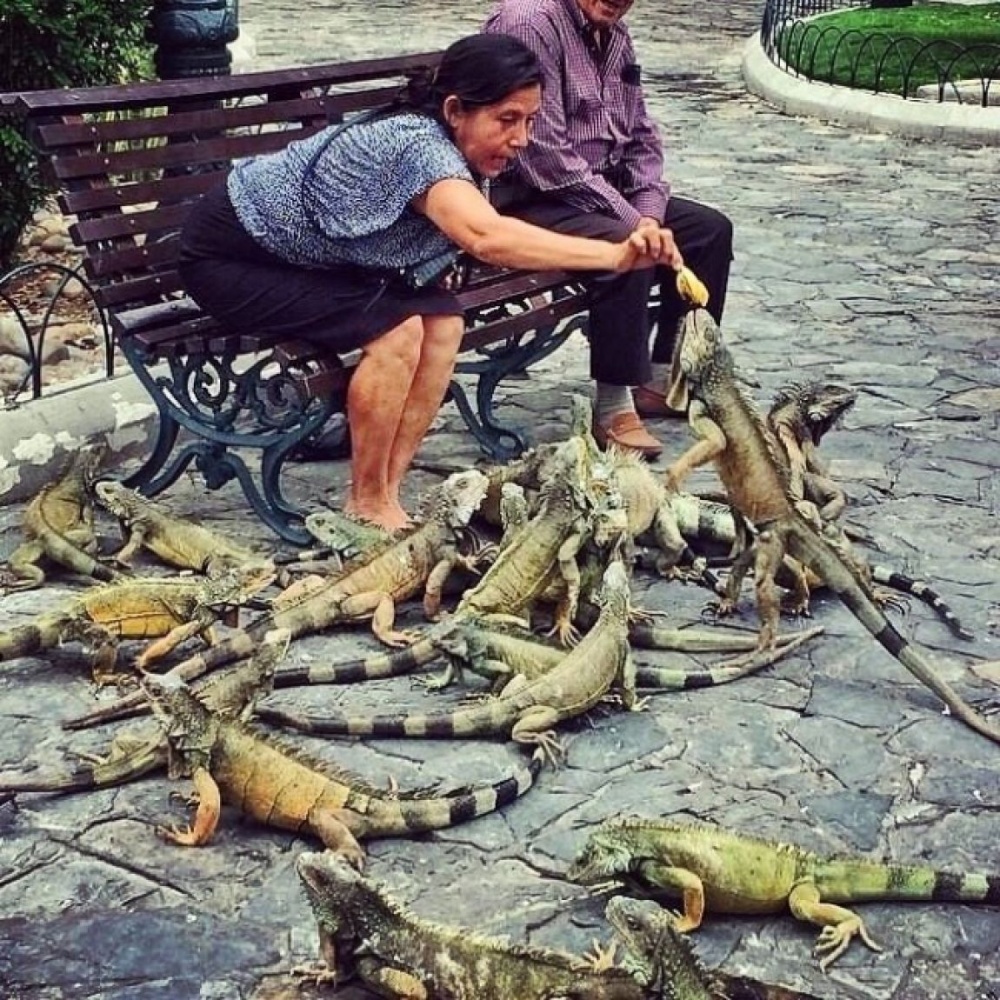 Feeding the ’dragons’ in Ecuador