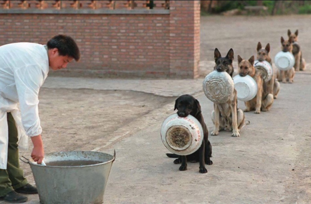 Police dogs in China queue for lunch