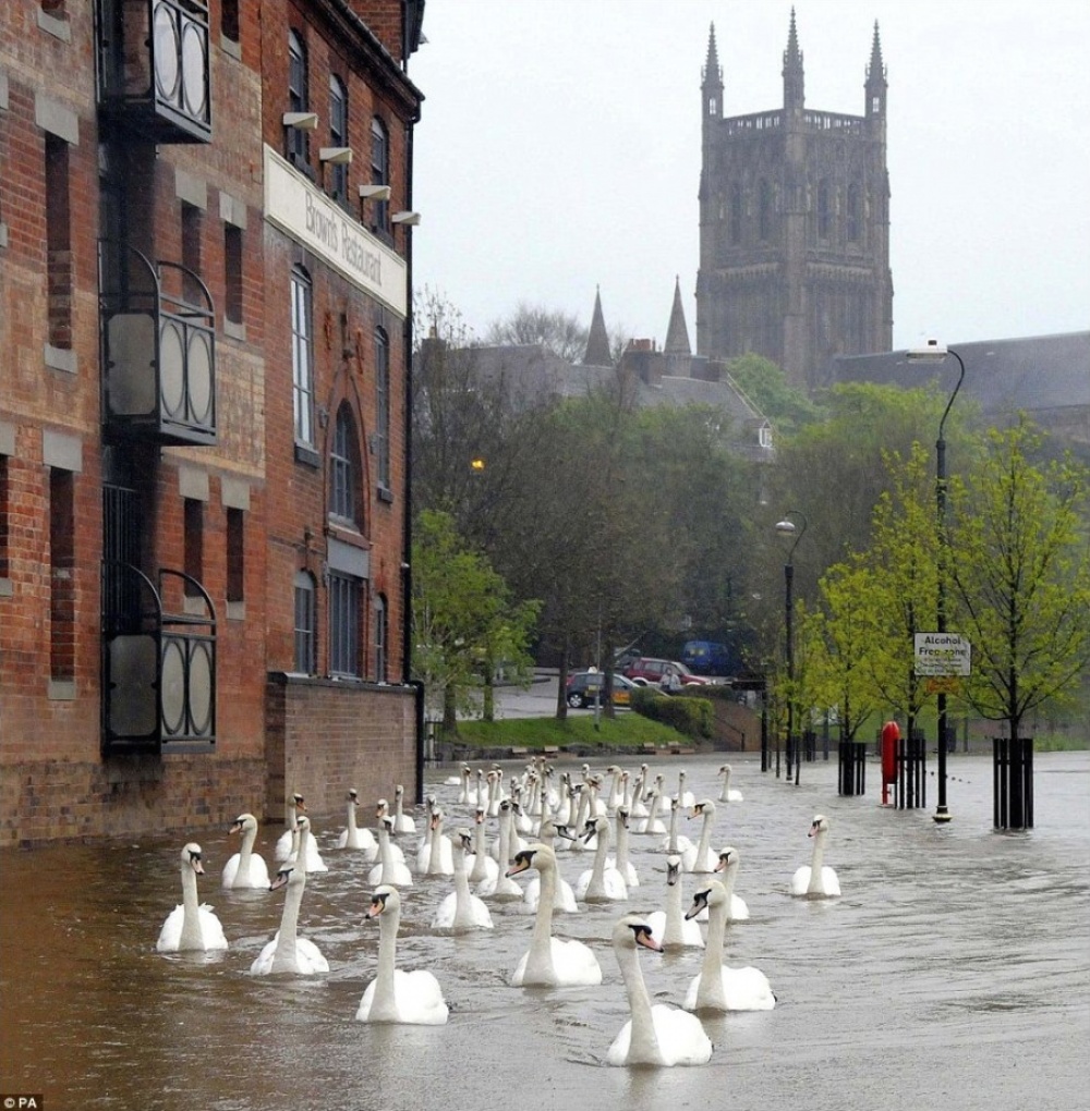 Swans swim through the street after floods, UK